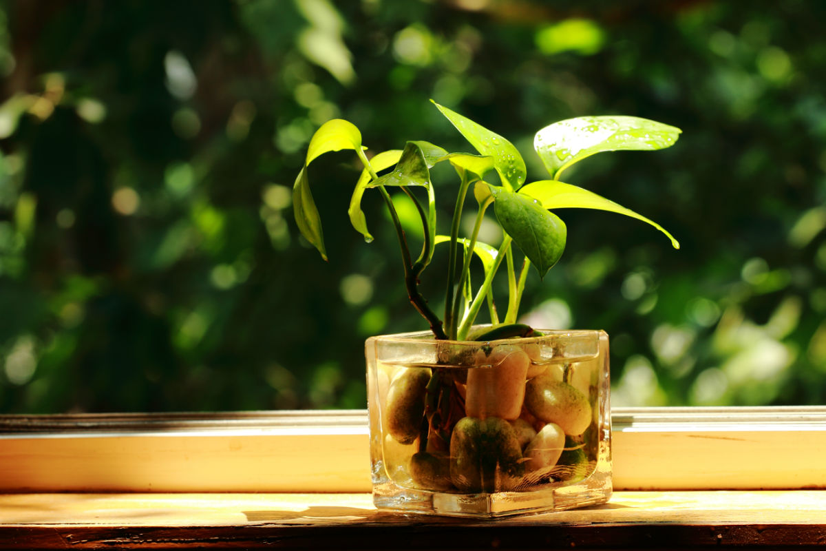 【揚州綠之源環(huán)?！縑OCs廢氣治理：那些神奇的植物你知道嗎？