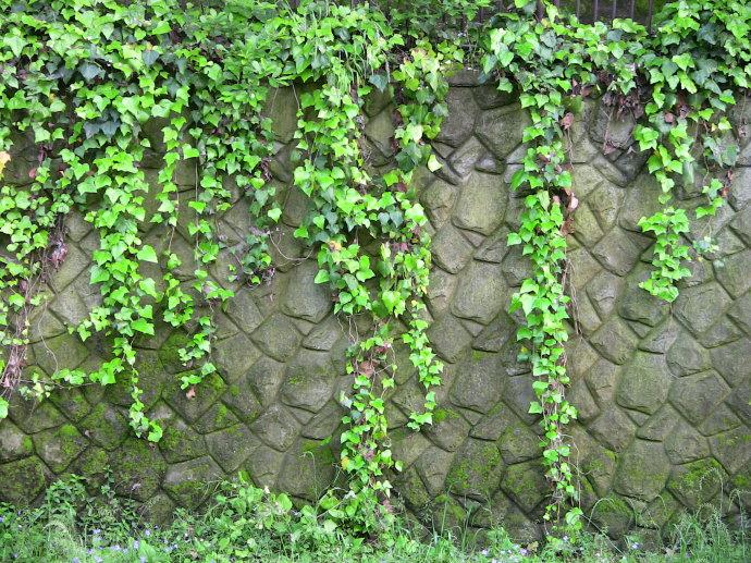 【揚州綠之源環(huán)?！縑OCs廢氣治理：那些神奇的植物你知道嗎？
