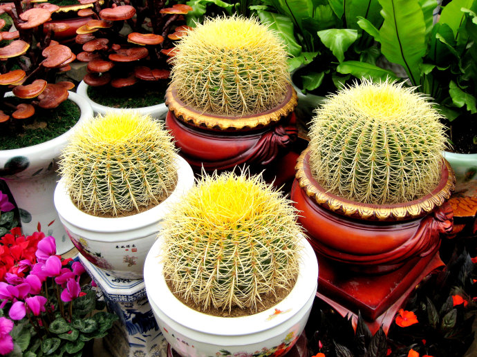 【揚州綠之源環(huán)?！縑OCs廢氣治理：那些神奇的植物你知道嗎？