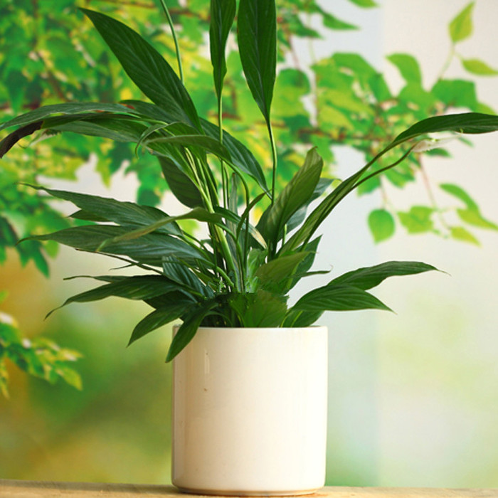 【揚州綠之源環(huán)保】VOCs廢氣治理：那些神奇的植物你知道嗎？