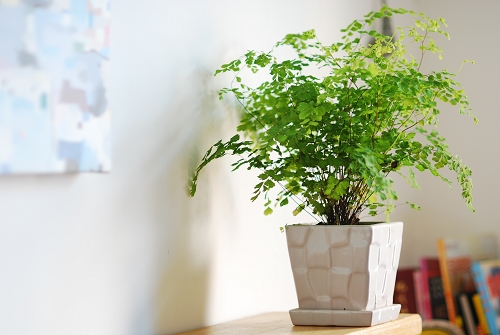 【揚州綠之源環(huán)?！縑OCs廢氣治理：那些神奇的植物你知道嗎？